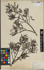 Foto von Salix lapponum L.